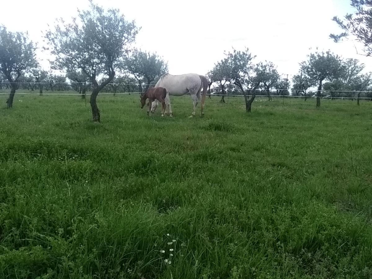 Studio Independant Dans Ferme Equestre Опс Екстериор снимка